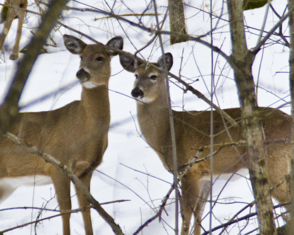 Deer in Dundas Valley Ontario
