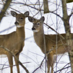 Deer in Dundas Valley Ontario