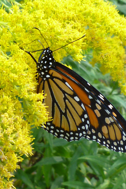 Hiking at Cootes Paradise - Monarch Butterly